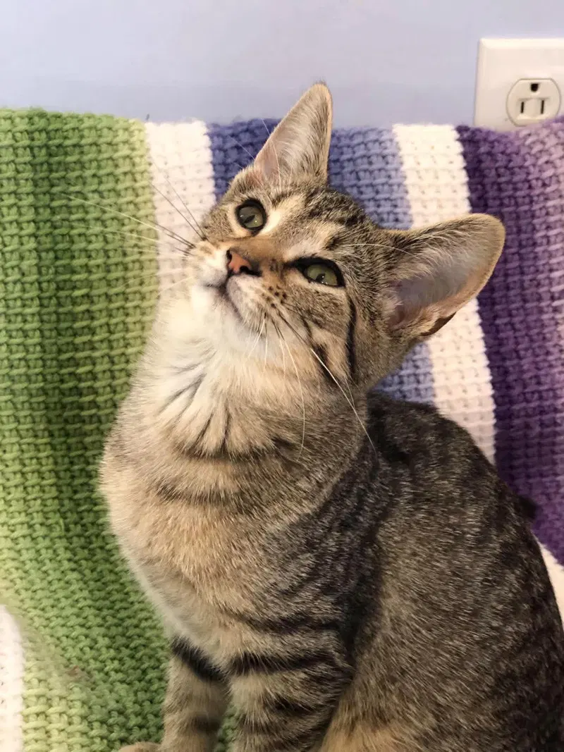 Marnie, a young female cat up for adoption