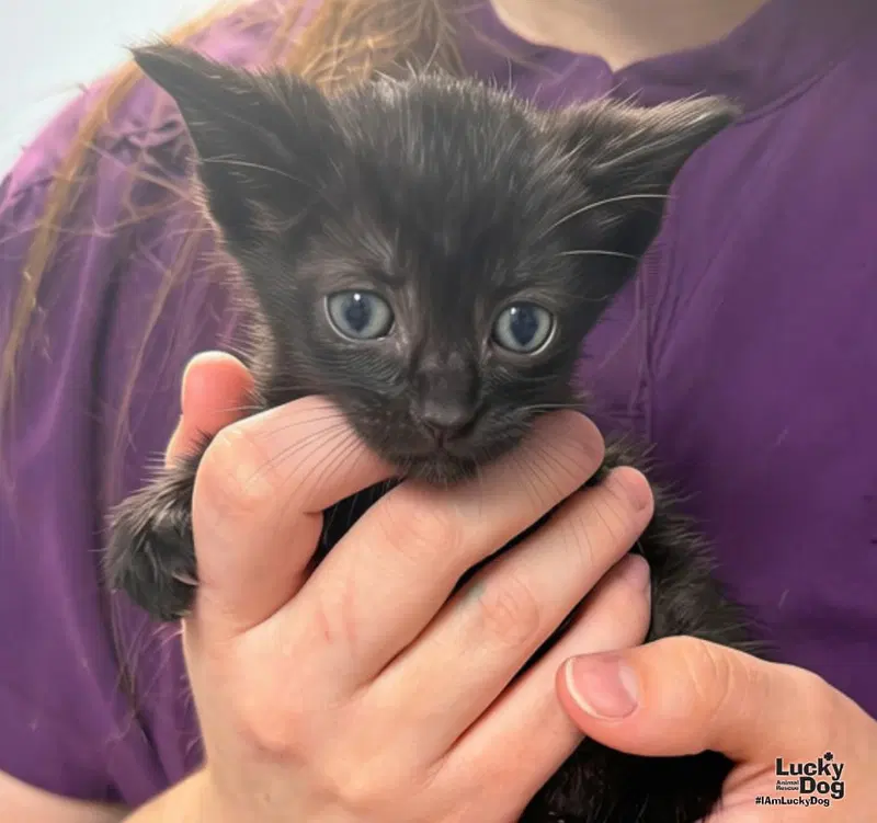 Elora, a female kitten up for adoption