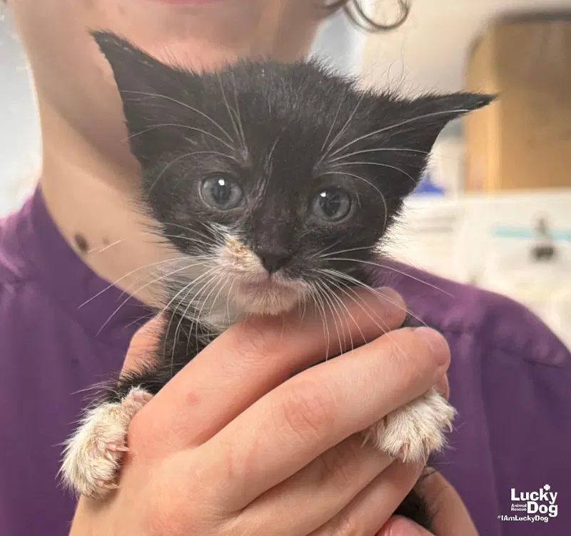 Ember, a female kitten up for adoption
