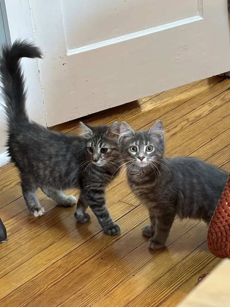 Jedy Jedi, a female kitten up for adoption