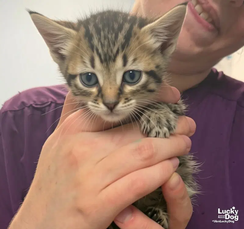 Eira, a female kitten up for adoption