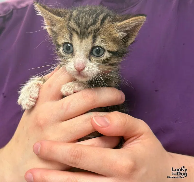 Ebony, a female kitten up for adoption