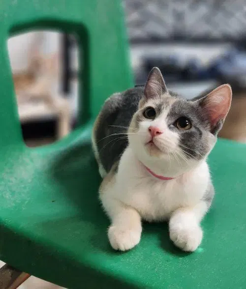 Kittten, a female Dilute Calico kitten up for adoption