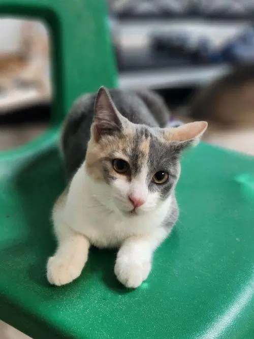 Kittten, photo 2