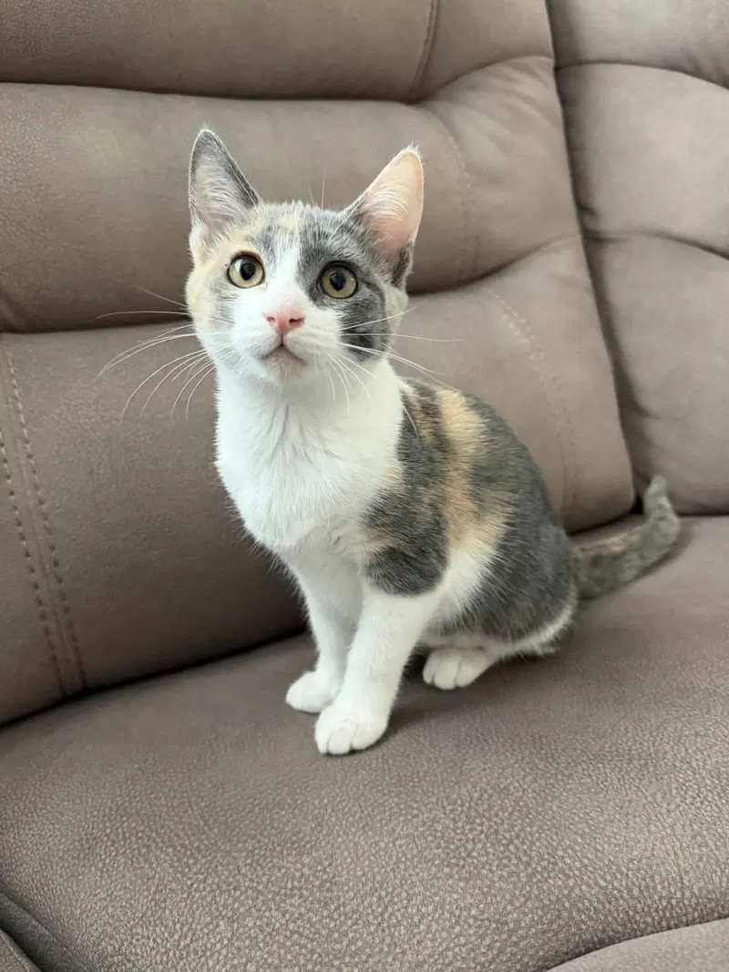 Kittten, photo 4