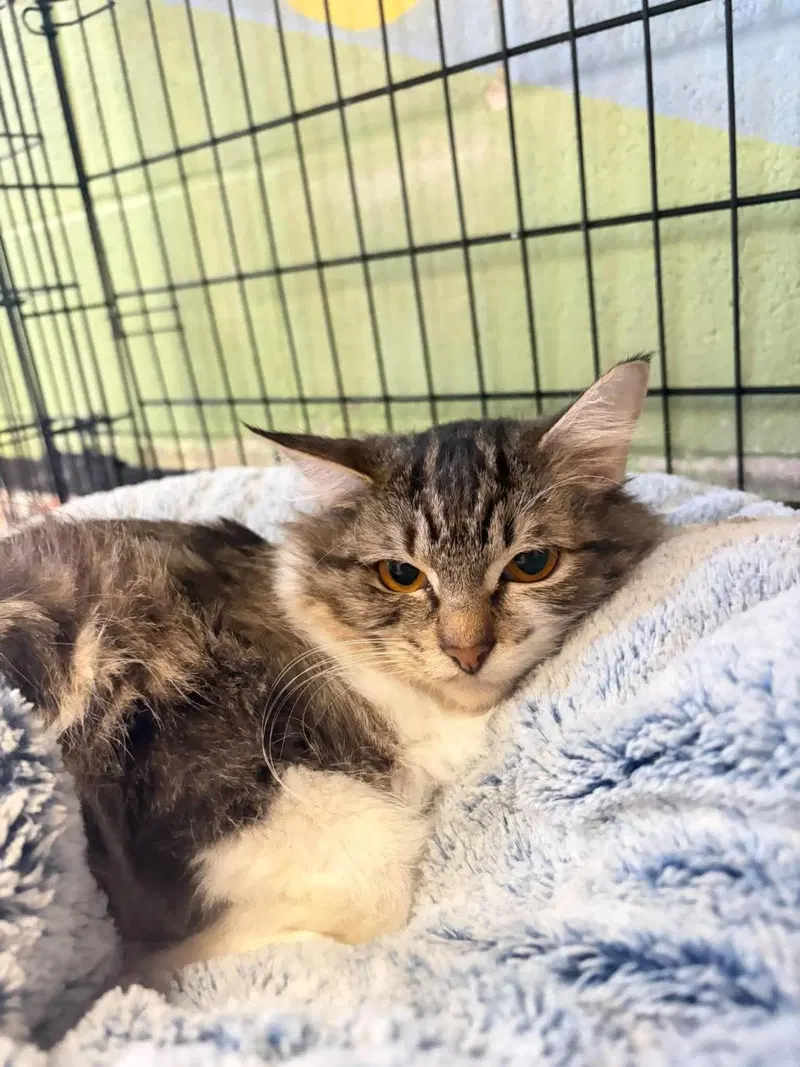 Betty, an adult female cat up for adoption