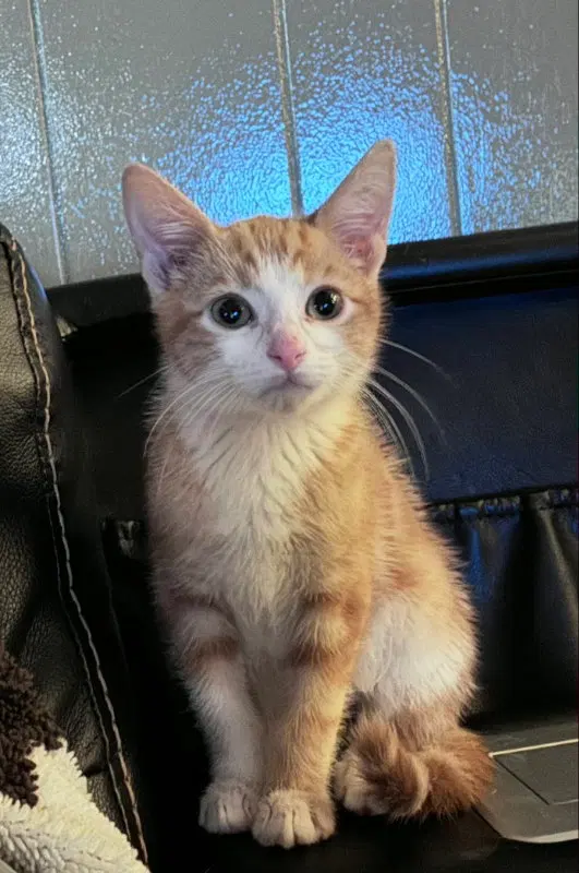 Axel, a male Tabby kitten up for adoption
