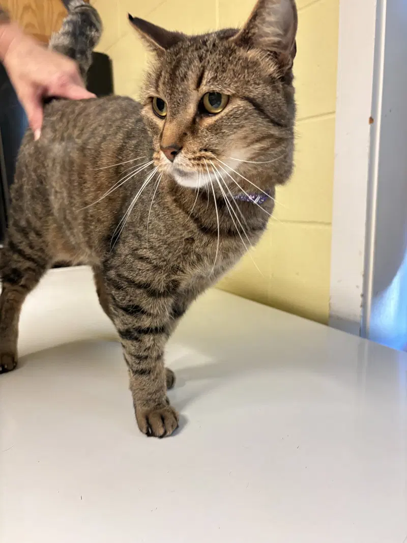 Kyle, a senior male cat up for adoption