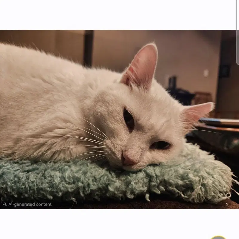 Angel, an adult female cat up for adoption