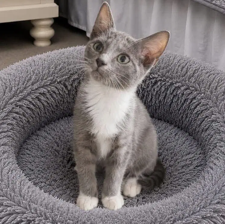 Delvin, a male kitten up for adoption