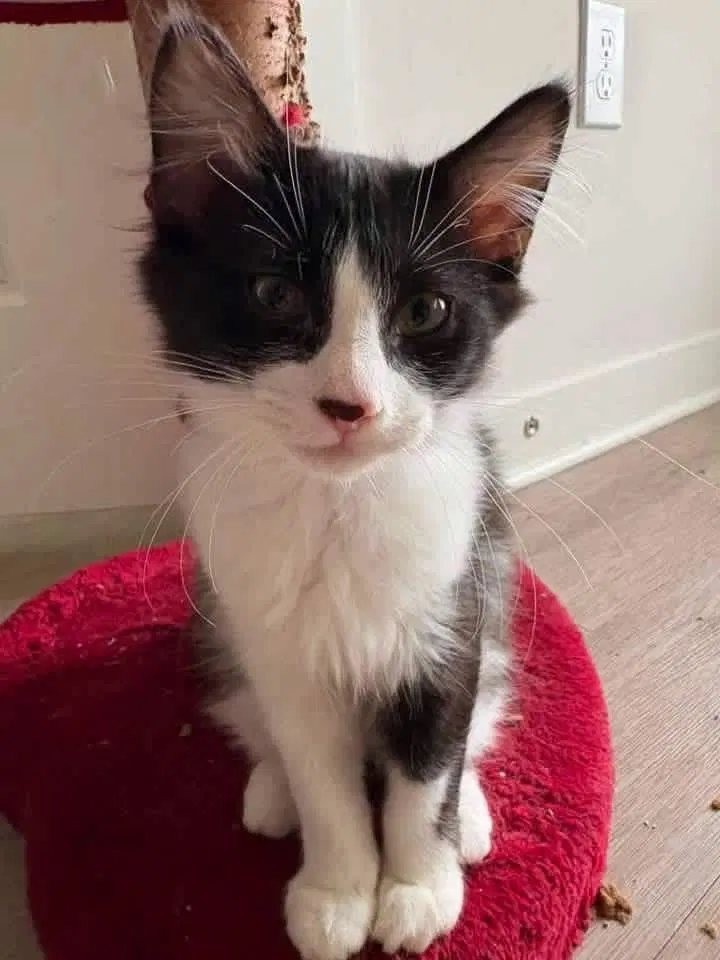 Kade, a male kitten up for adoption