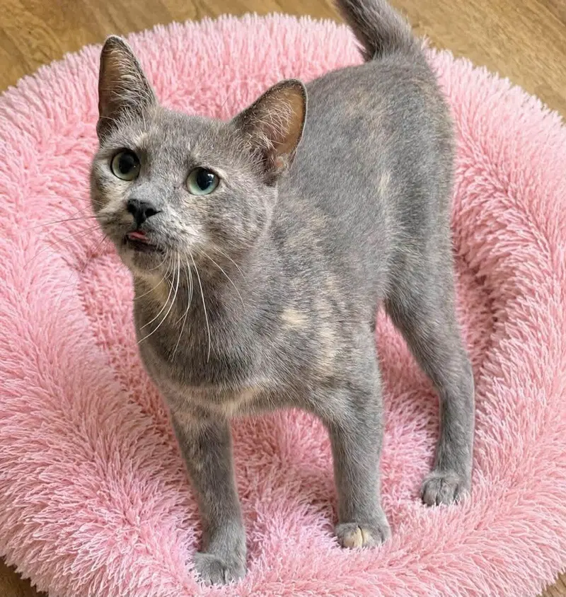 Tali, an adult female Dilute Calico cat up for adoption