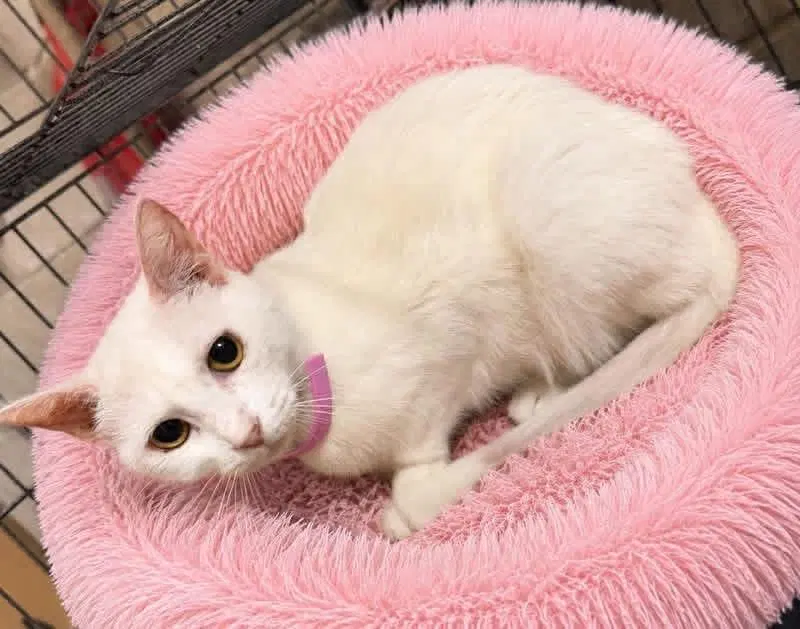 Gidget, a young female cat up for adoption