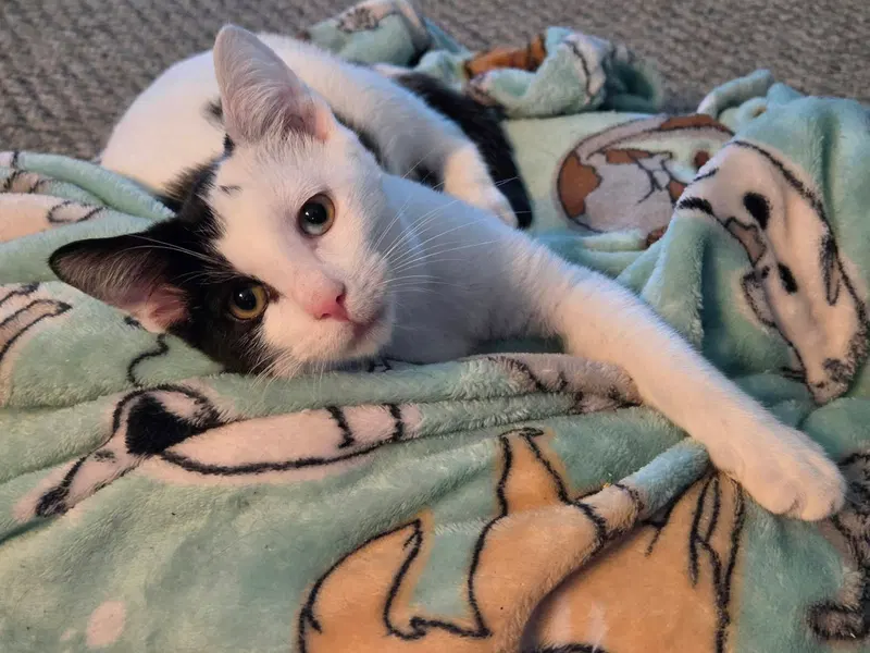 Gabrielle, a female kitten up for adoption