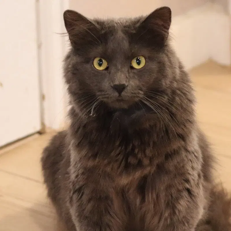 Atomic Kitten, an adult female cat up for adoption