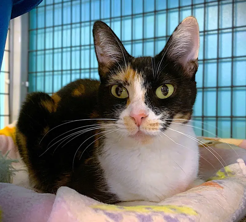 Bella, an adult female cat up for adoption