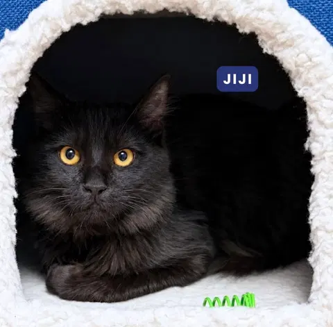 Watch the video of Jiji