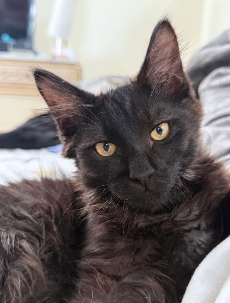 Jiji, photo 3