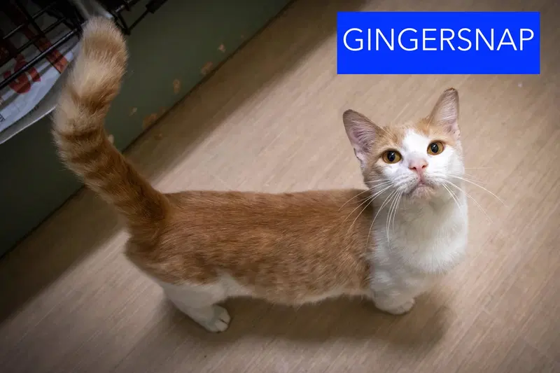 Gingersnap, photo 3
