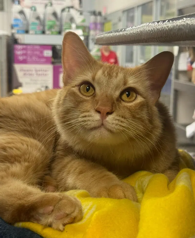 Kyle Good-Looking, an adult male cat up for adoption