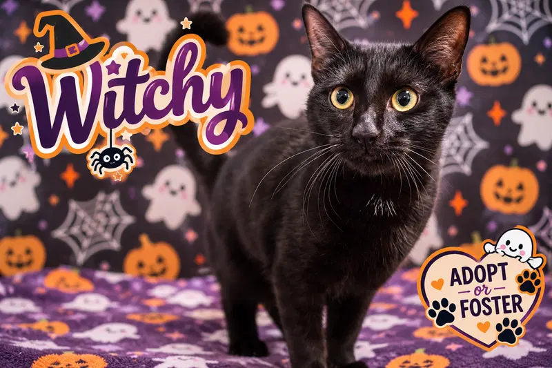 Witchy, a young male cat up for adoption