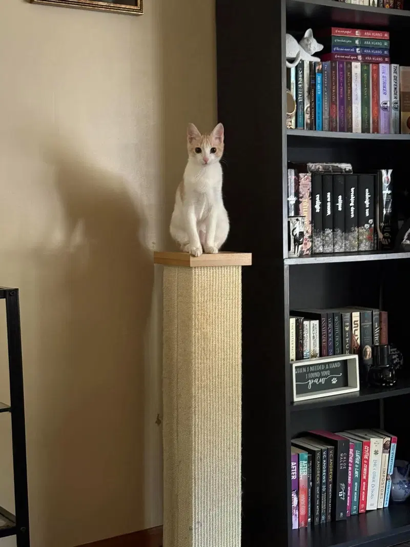 Beanie Weenie, a male cat up for adoption