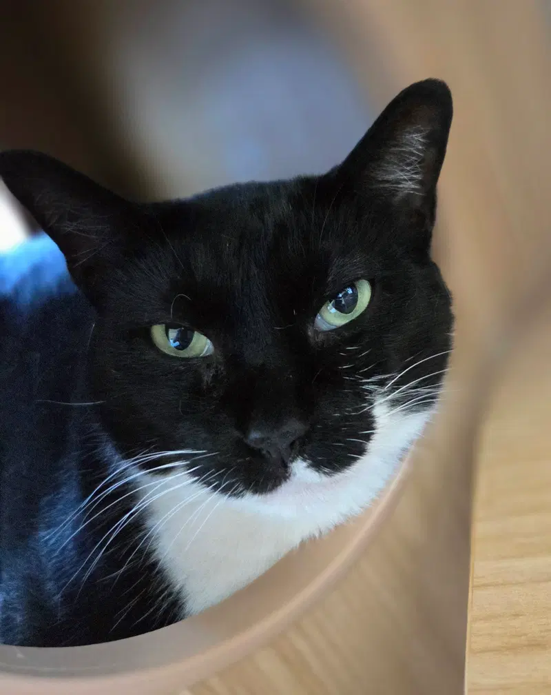 Wednesday, an adult female cat up for adoption
