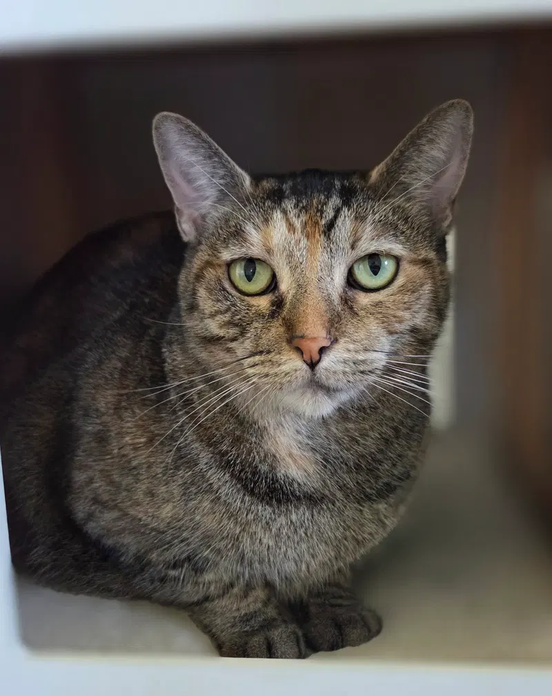 Charlotte, an adult female cat up for adoption