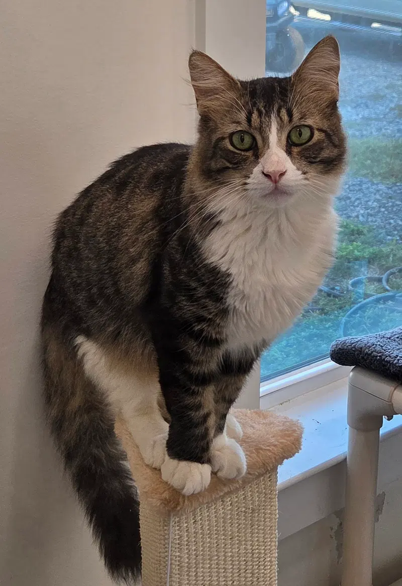 Tortillini, an adult male cat up for adoption