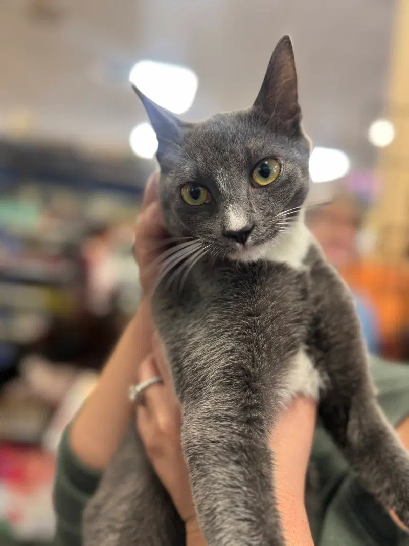 Gracie, a young female Russian Blue cat up for adoption