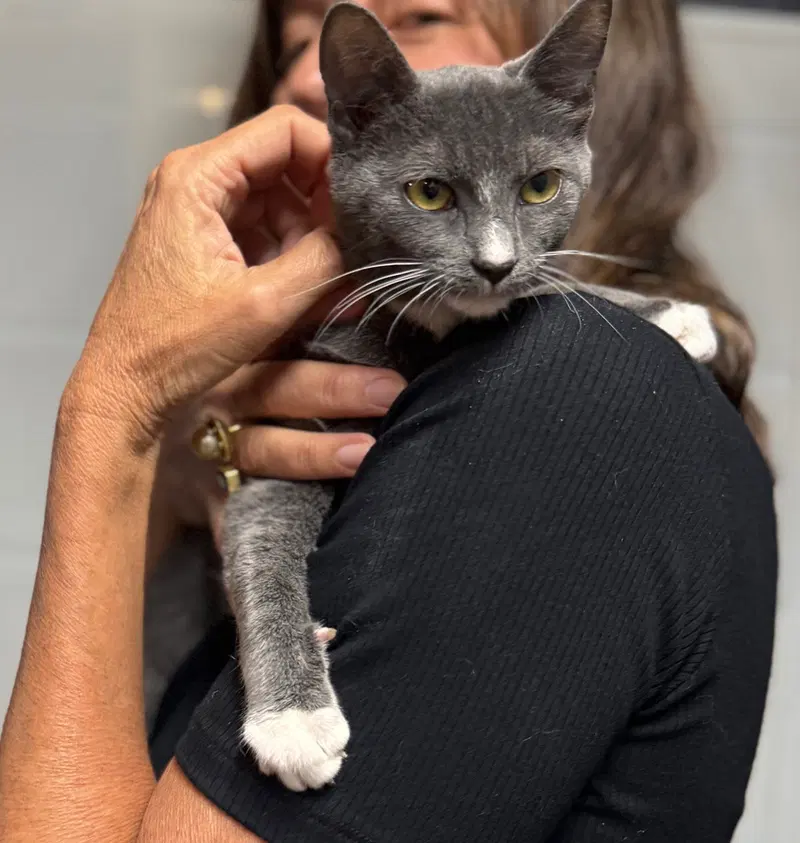 Gracie, photo 3