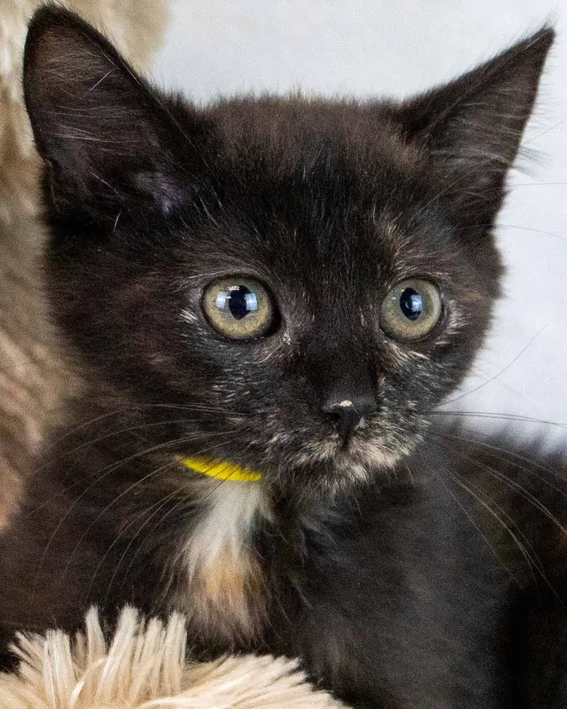 Rice, a female kitten up for adoption
