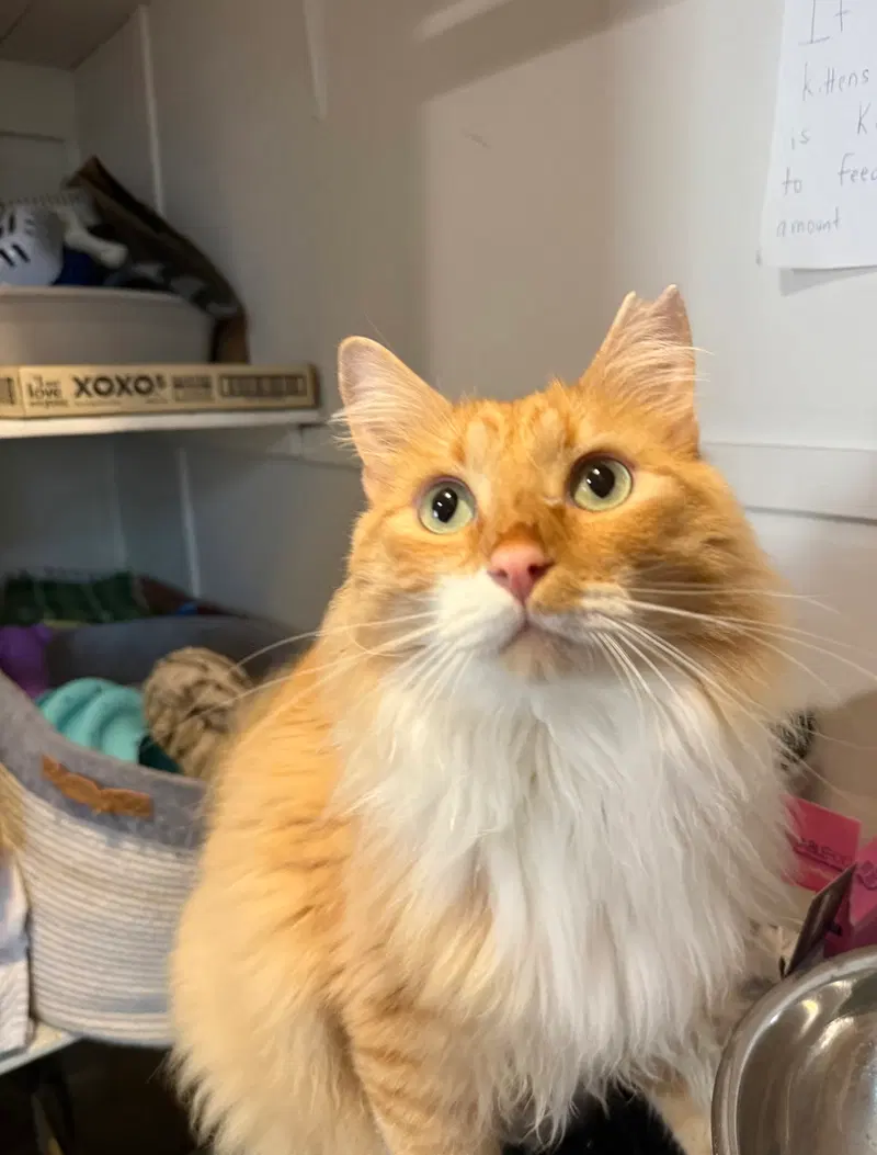 Garfield, an adult male cat up for adoption