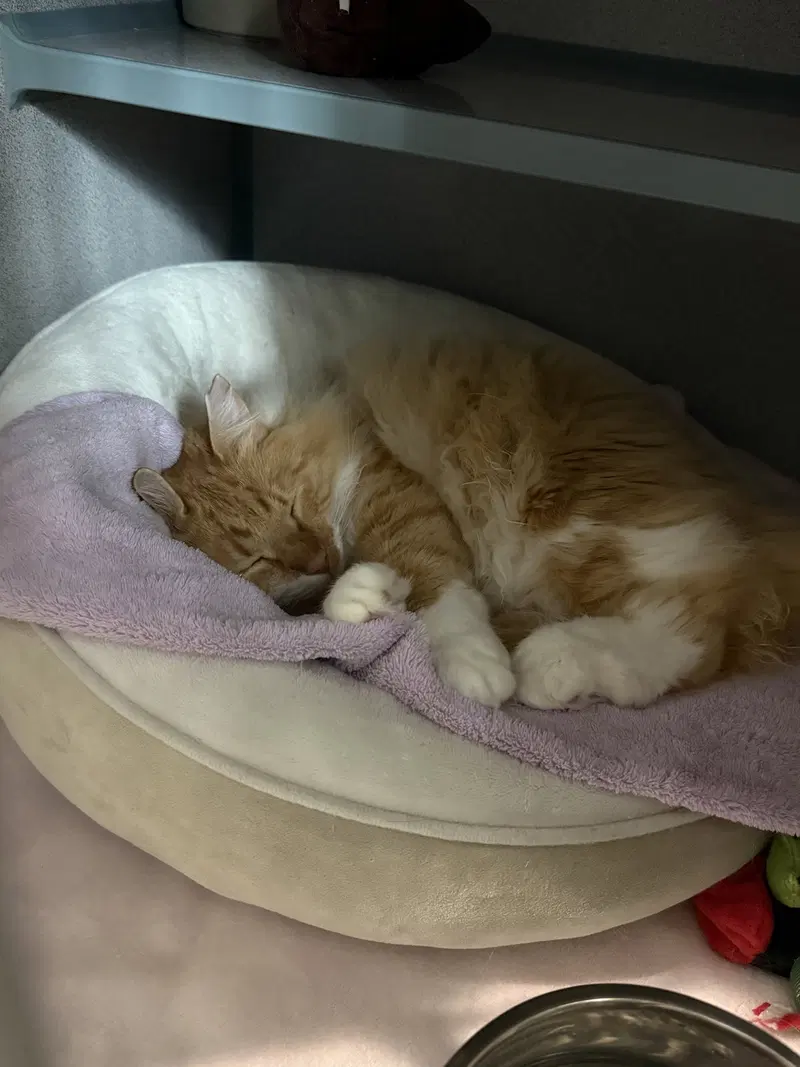 Garfield, photo 2