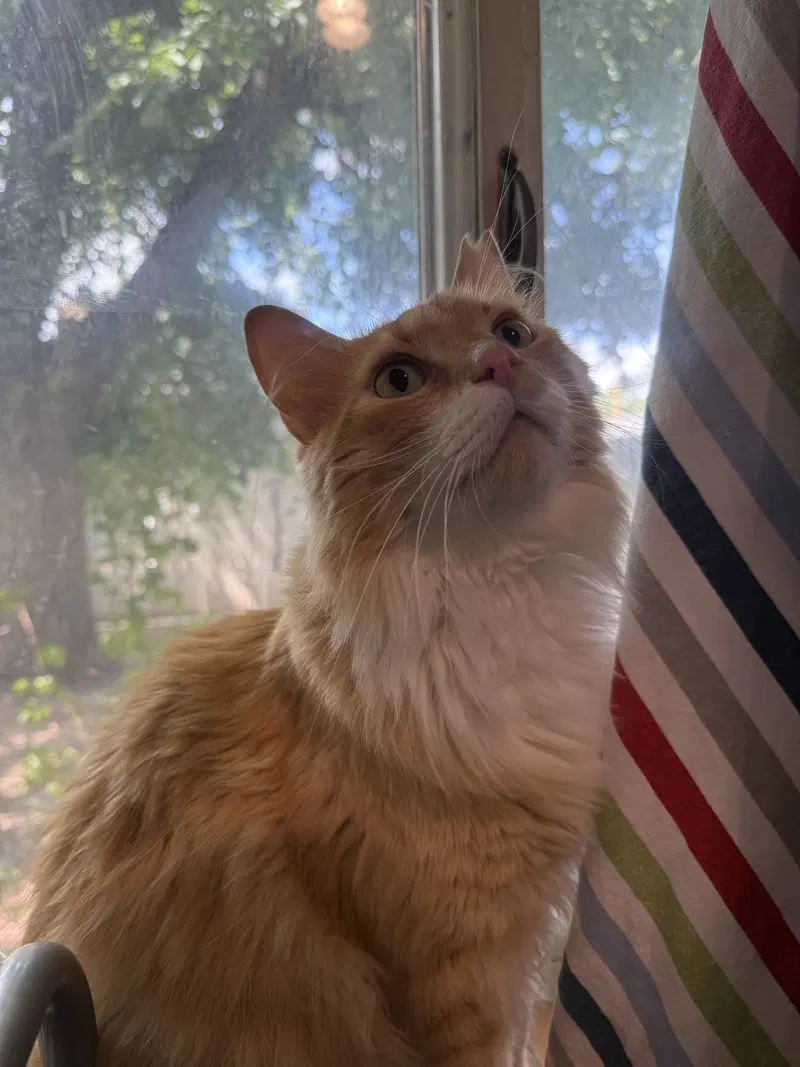 Garfield, photo 3