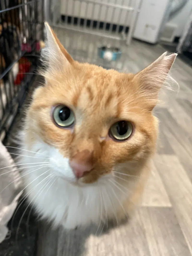 Garfield, photo 4