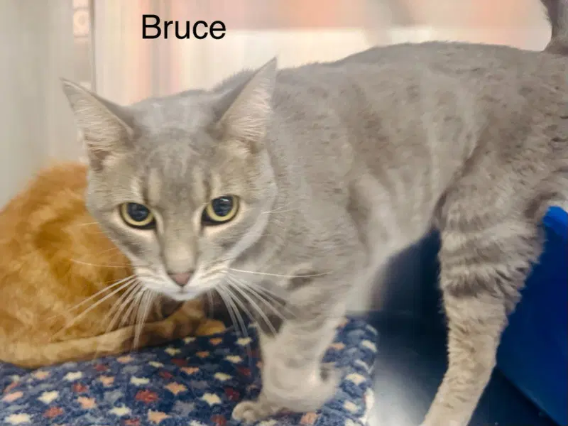 Bruce, an adult male Tabby cat up for adoption