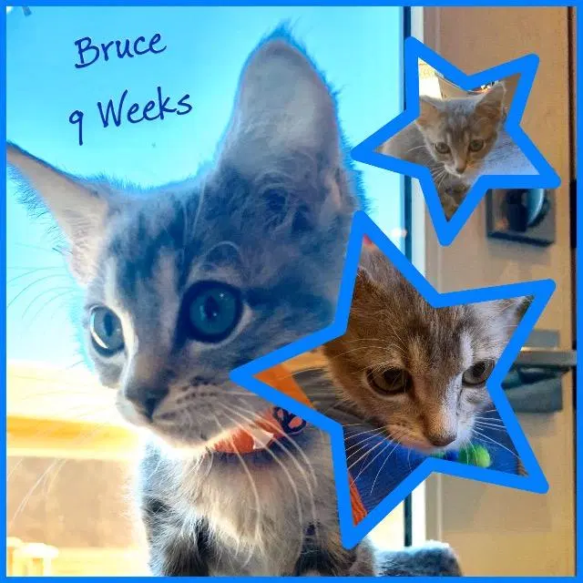 Bruce, photo 4