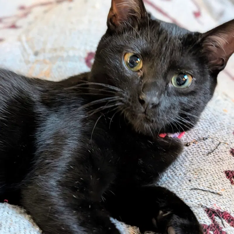 Andie, a young female cat up for adoption