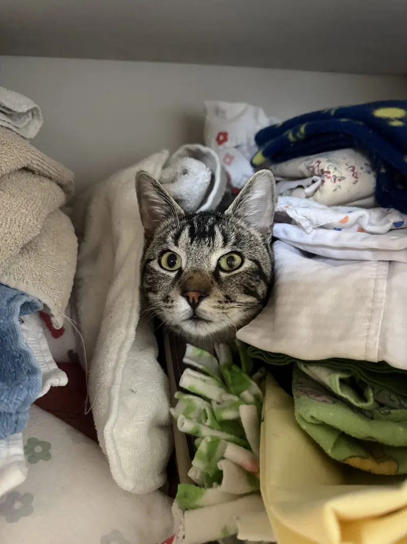 Titus, an adult male cat up for adoption