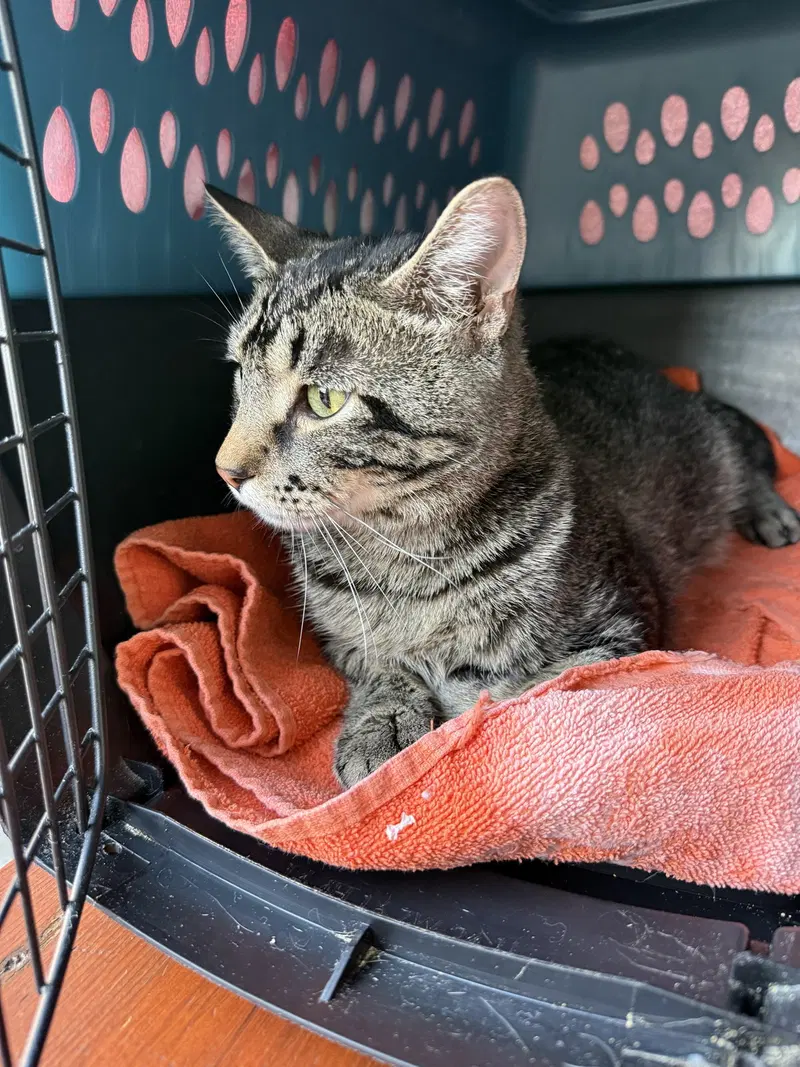 Titus, photo 2