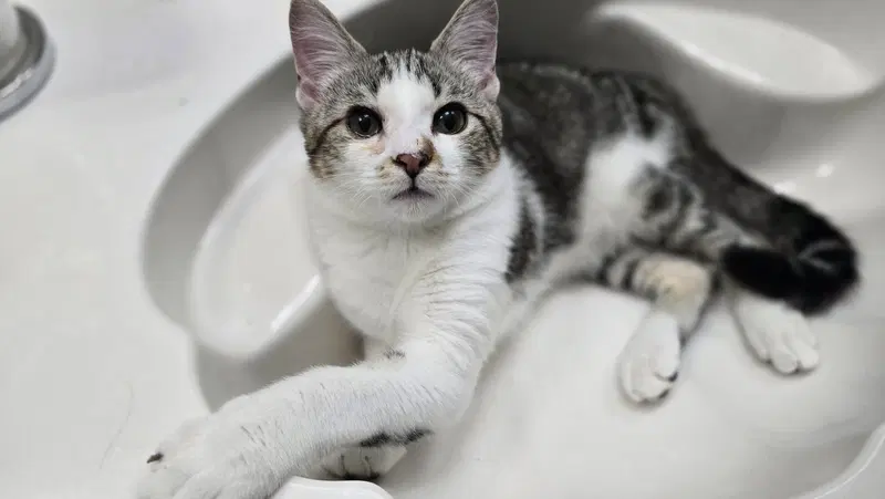 Whatsit, a young male cat up for adoption