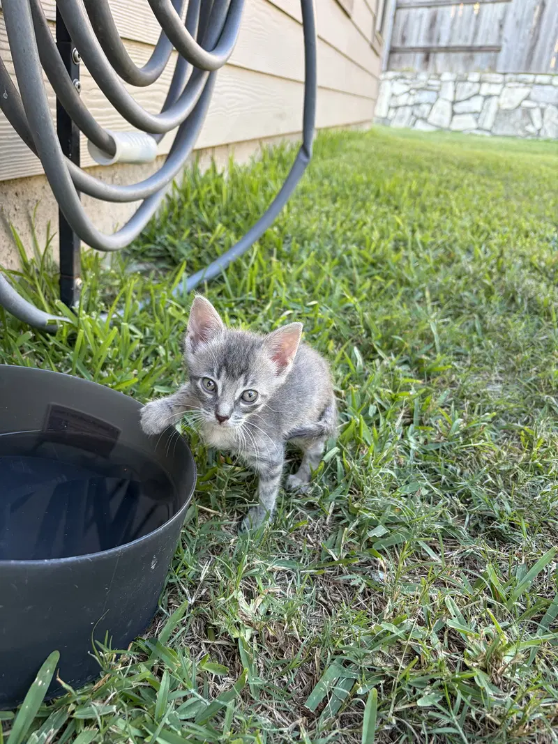 Reba, a female kitten up for adoption