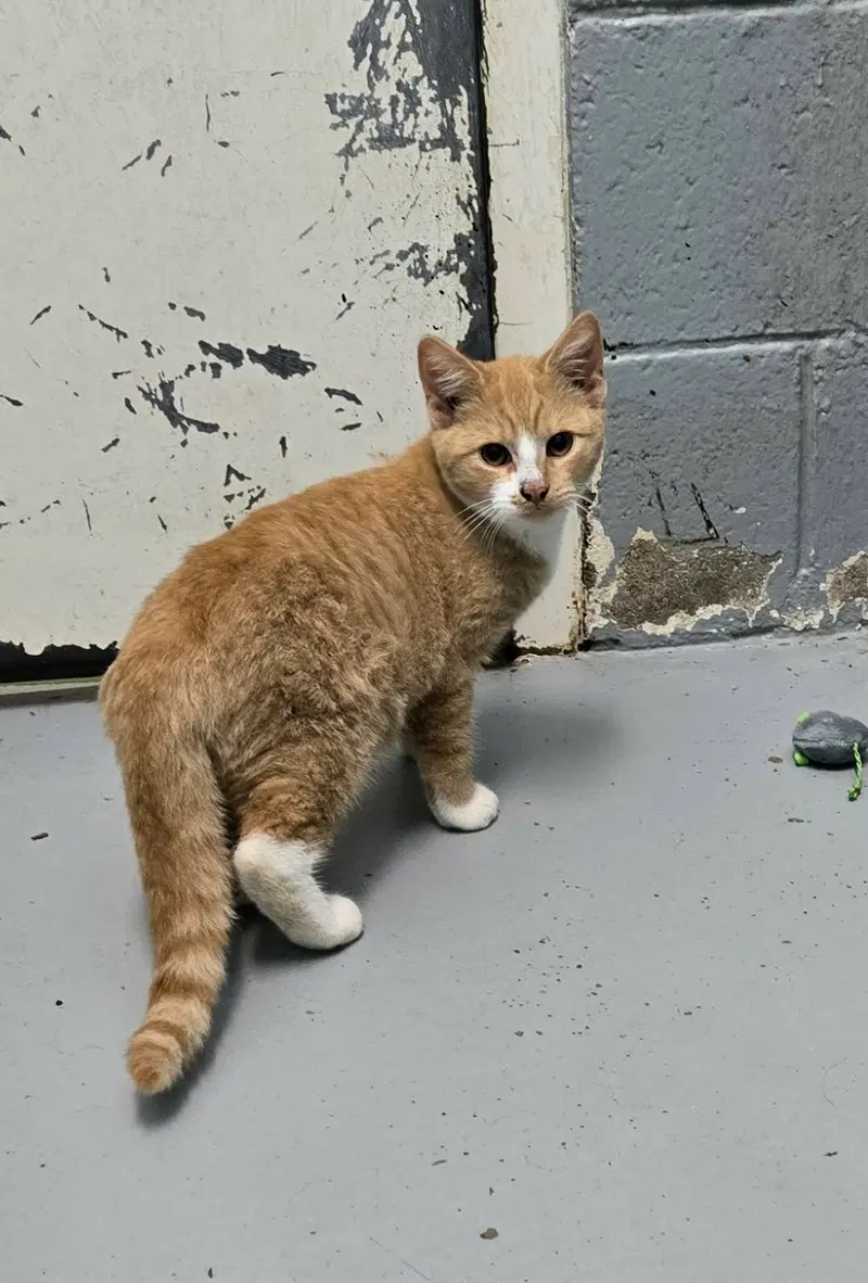 Cicero, a young male cat up for adoption