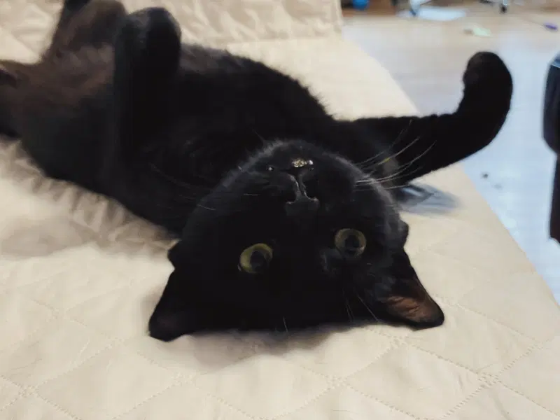 Scuttle, a young male cat up for adoption