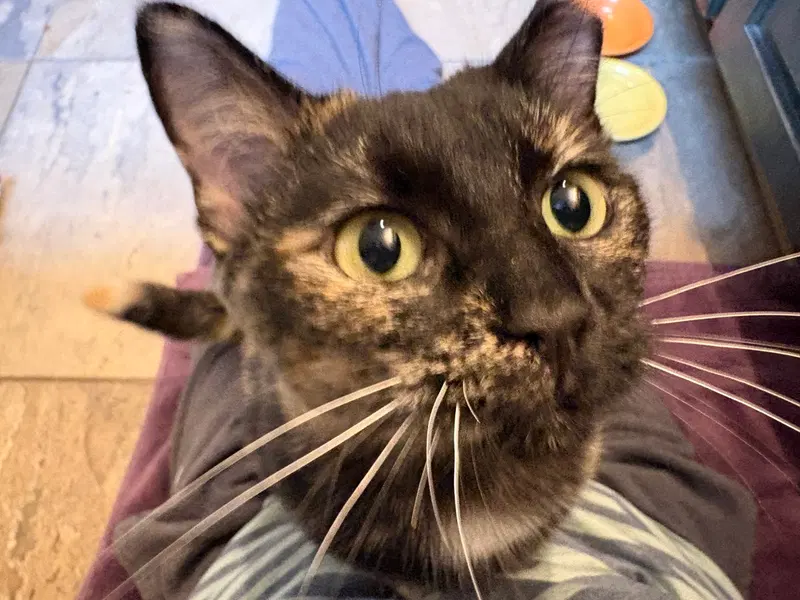 Angelica, an adult female cat up for adoption