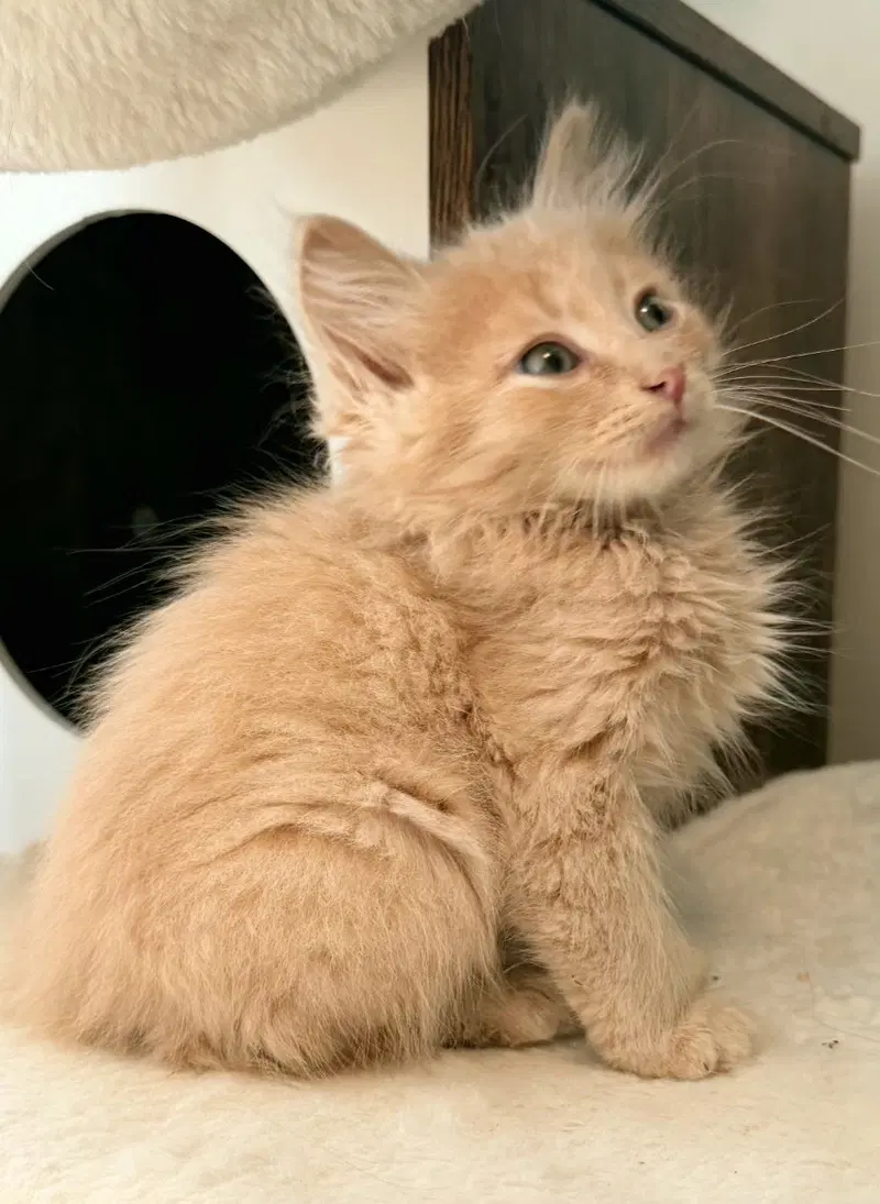 Biscuit, photo 2