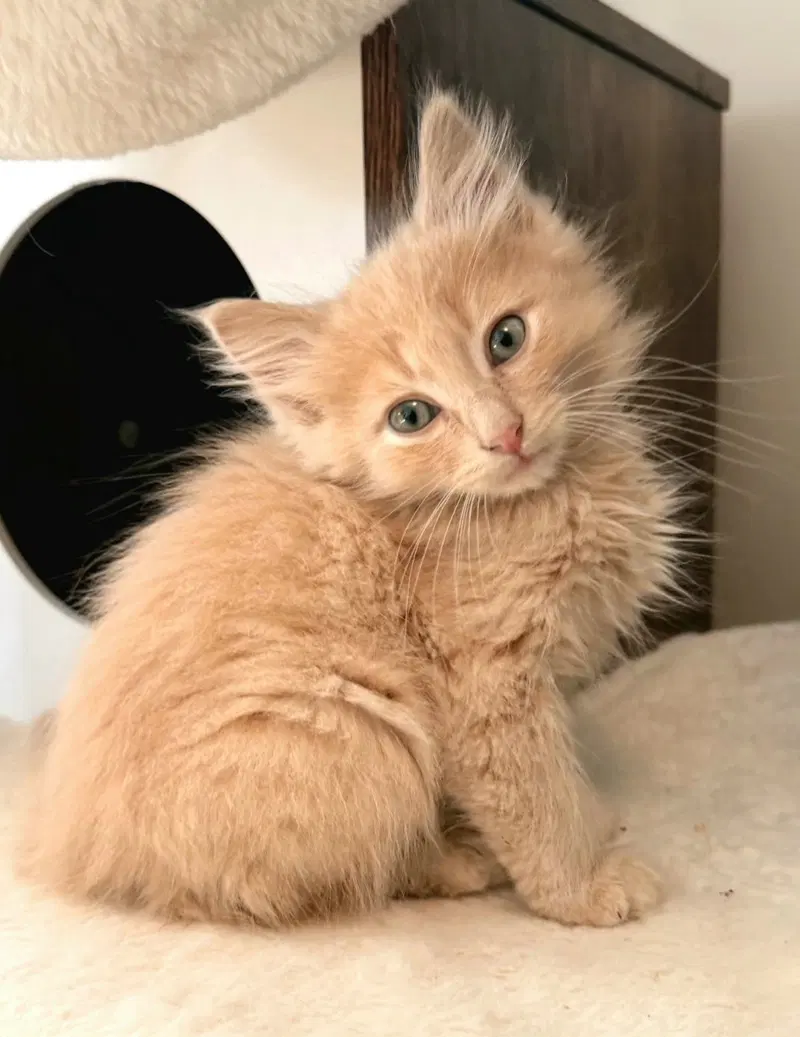 Biscuit, a male kitten up for adoption