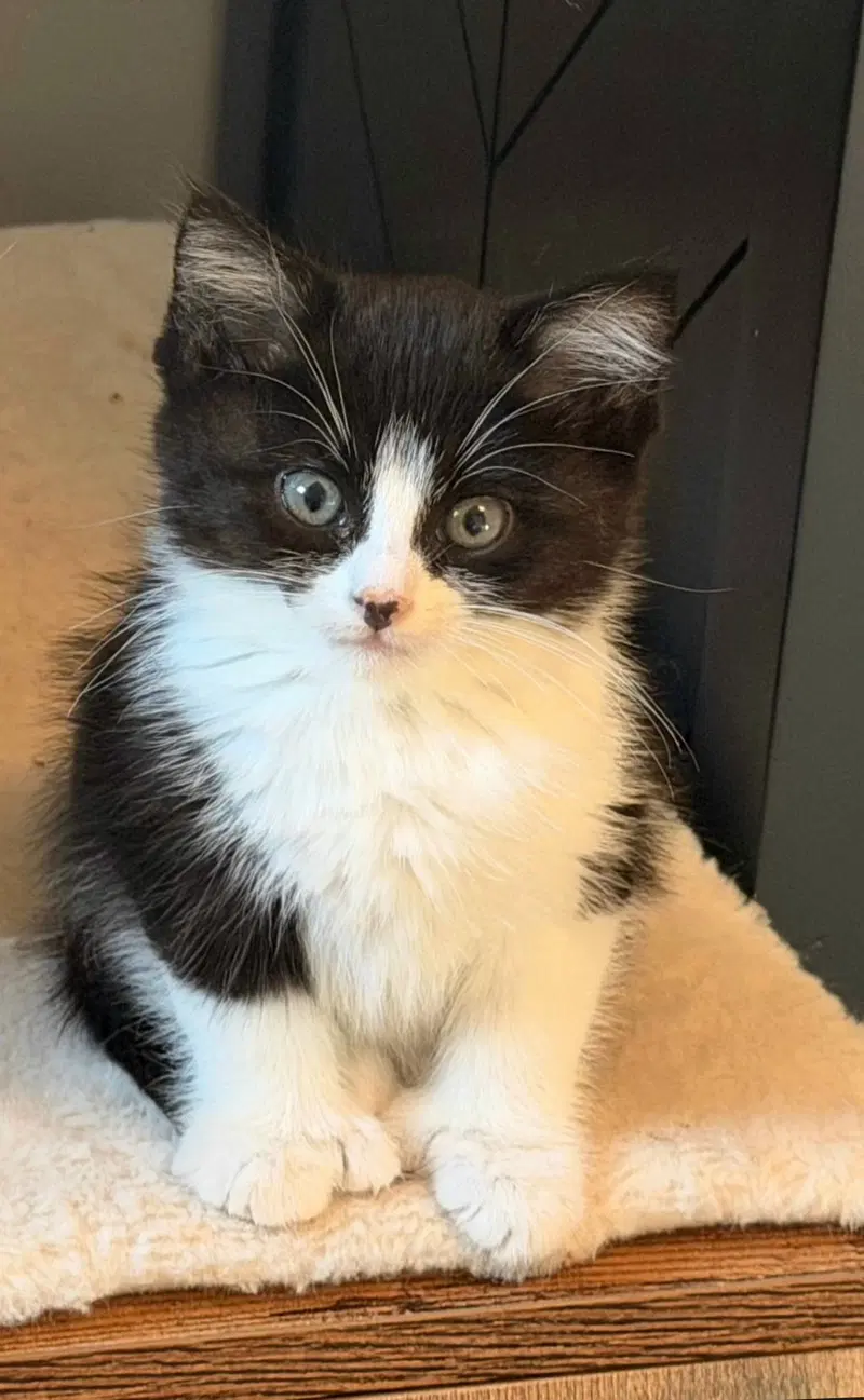 Mittens, photo 2