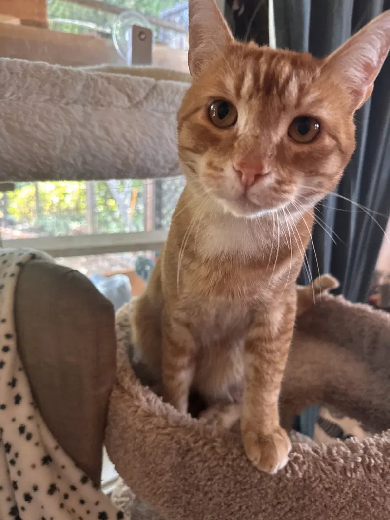 Abernath, a Tabby cat up for adoption